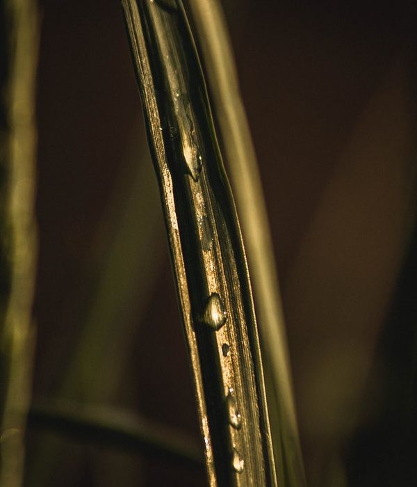 A simple green plant leaf with water droplets.